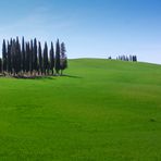 Cipressini della Val d'Orcia