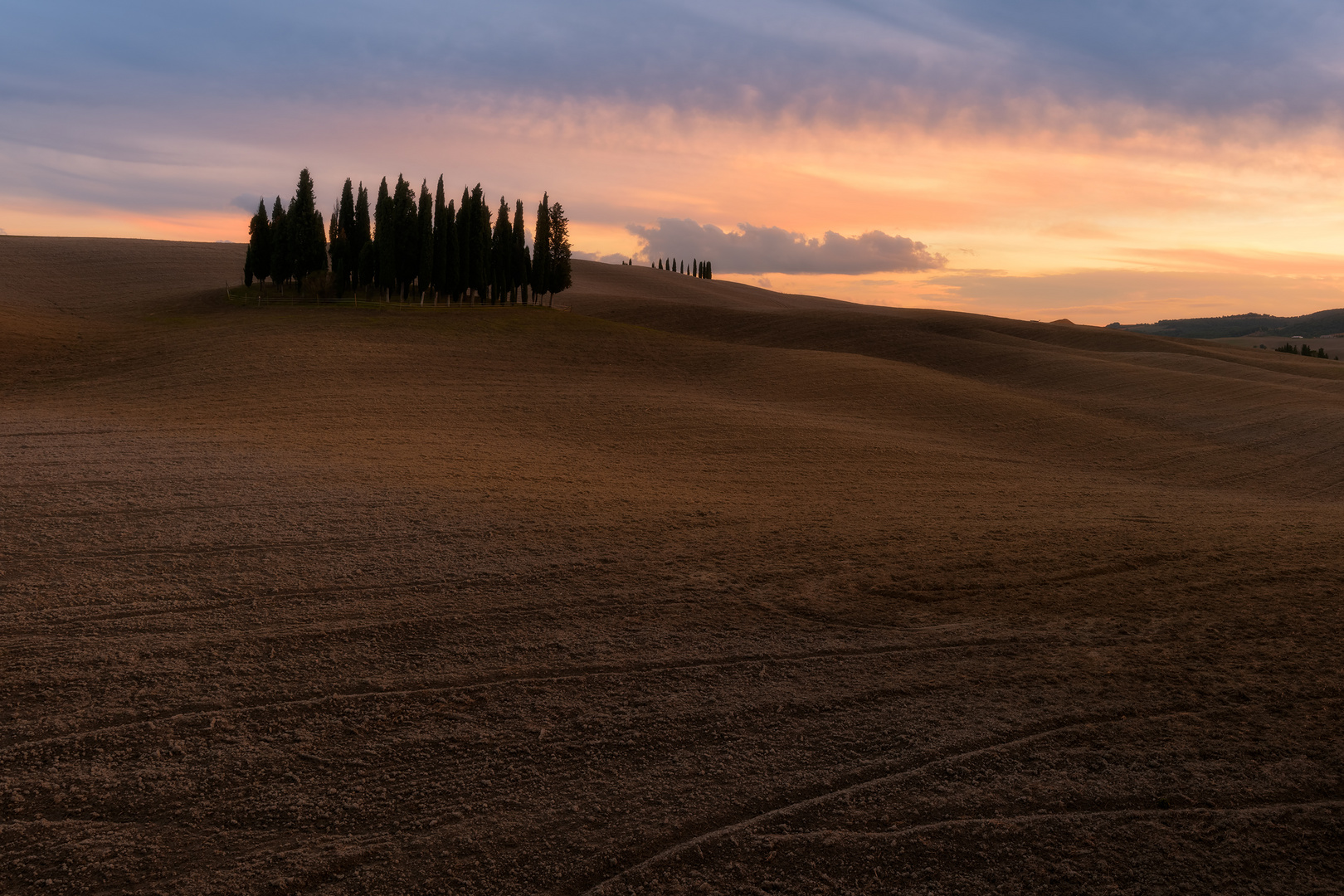 Cipressini di San Quirico