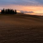 Cipressini di San Quirico