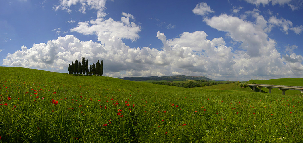 Cipressini pano