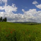 Cipressini pano