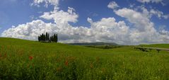 Cipressini pano