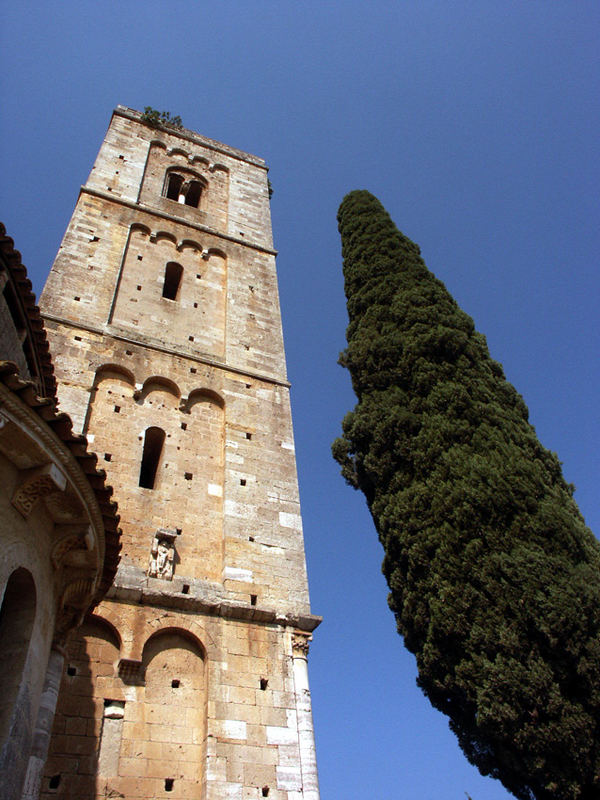 Cipresso a Sant'Antimo (SI)