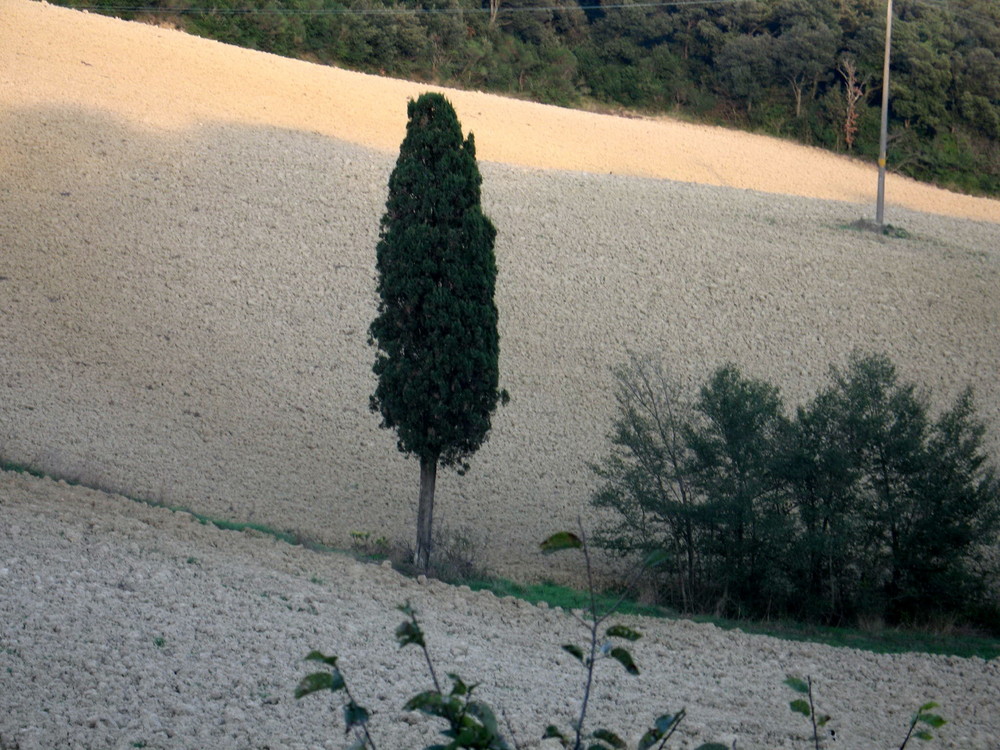 cipresso solitario