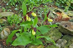 Cipripedium calcolus