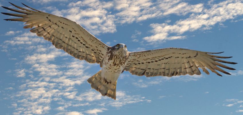 Circaète Jean le Blanc