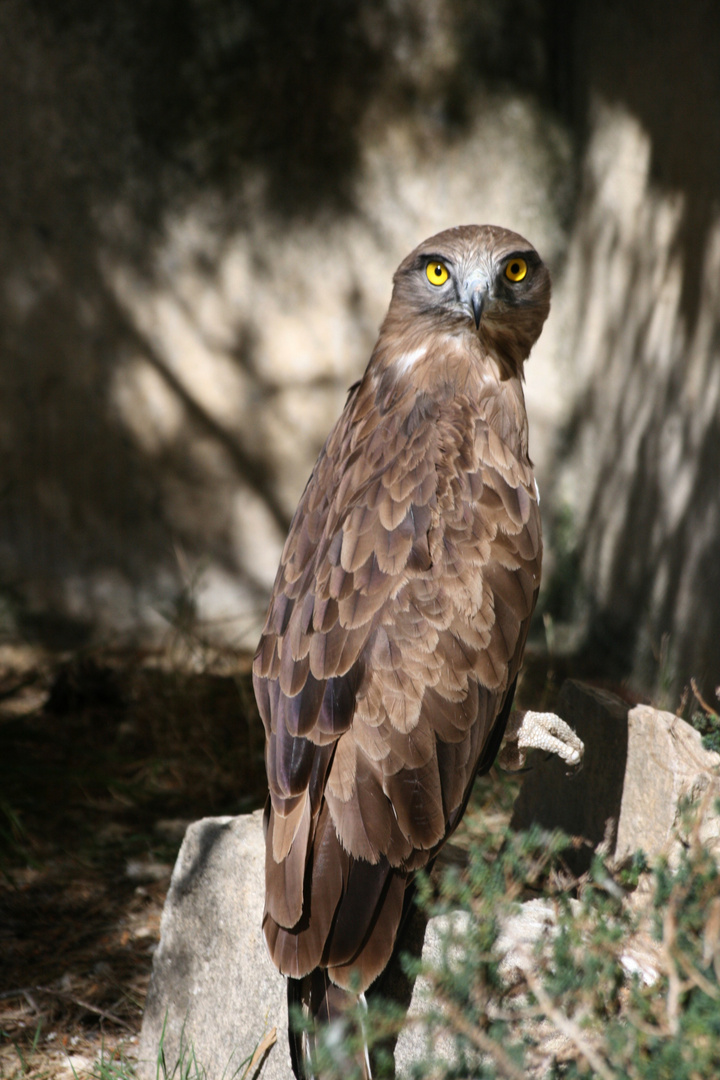 Circaète Jean-le-Blanc (Circaetus gallicus(