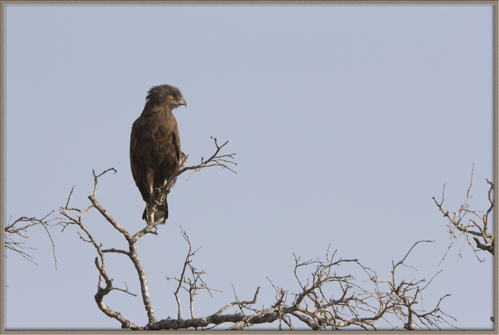 Circaetus cinereus - Brown Snake-Eagle - Einfarb-Schlangenadler