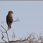 Circaetus cinereus - Brown Snake-Eagle - Einfarb-Schlangenadler