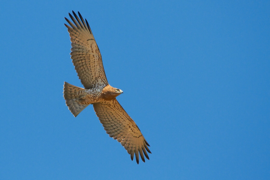 Circaetus gallicus