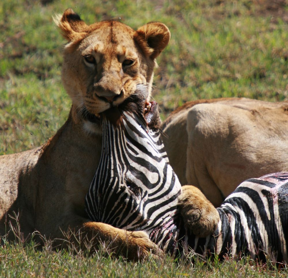 circle of life (Ngorongoro Krater, Tansania, 2008) von manu.best 