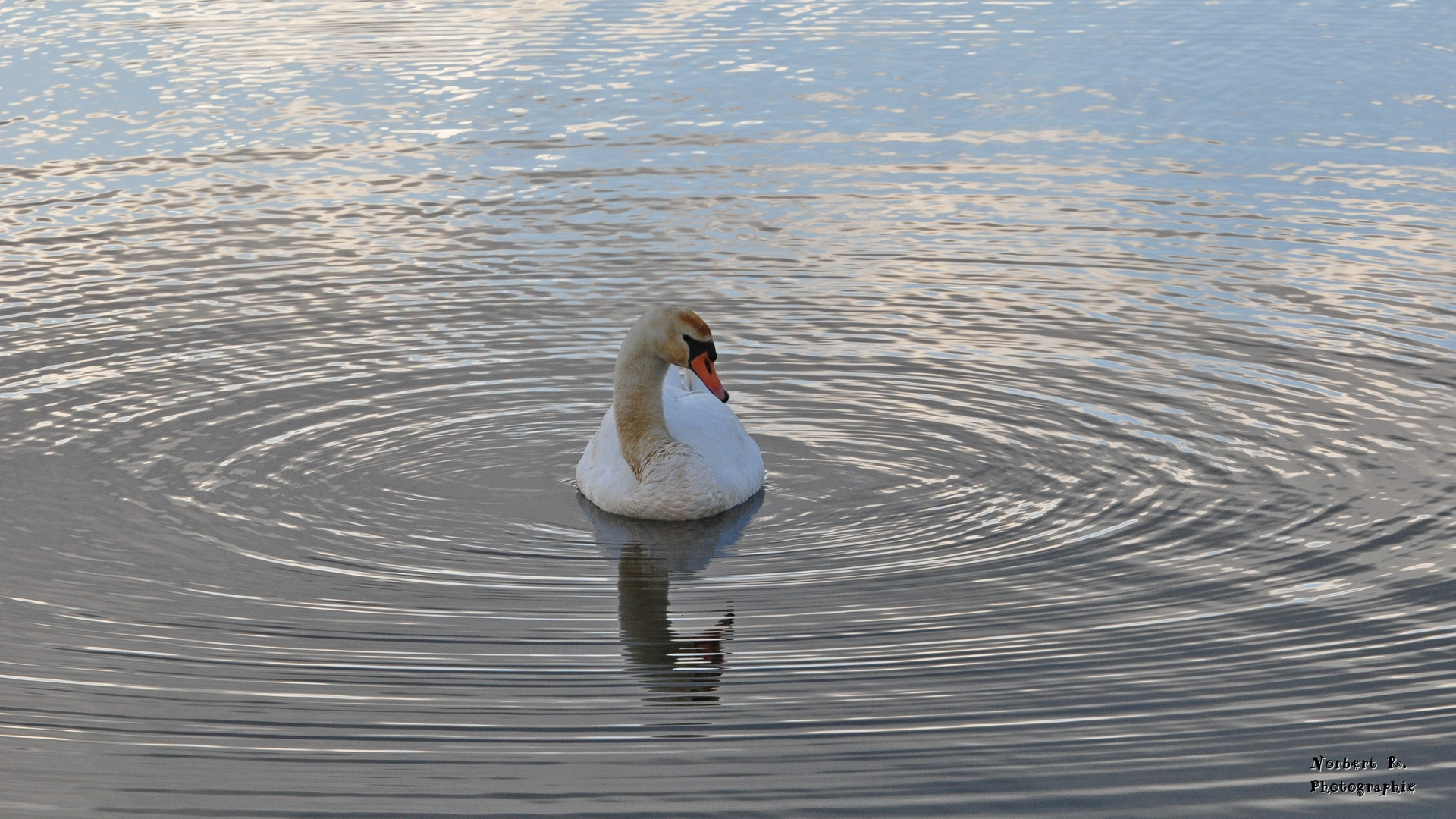 Circles on the Water