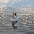 Circles on the Water