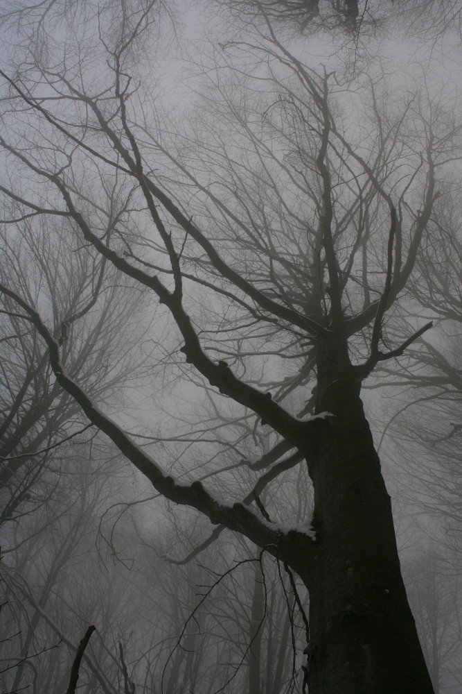 Circondati dalla nebbia