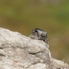 Circospezione di marmotta.