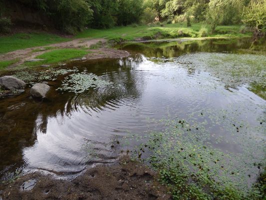 Círculos en el agua