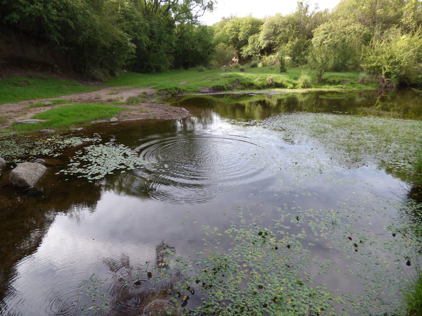 Circulos en el agua II