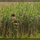 Circus aeroginosus - Rohrweihe