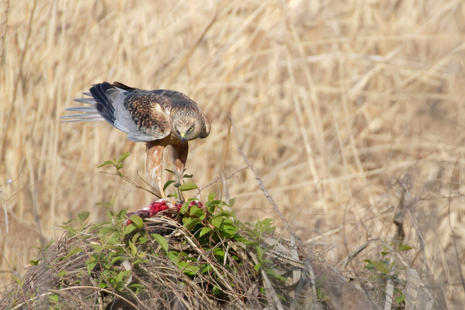 Circus aeruginosus