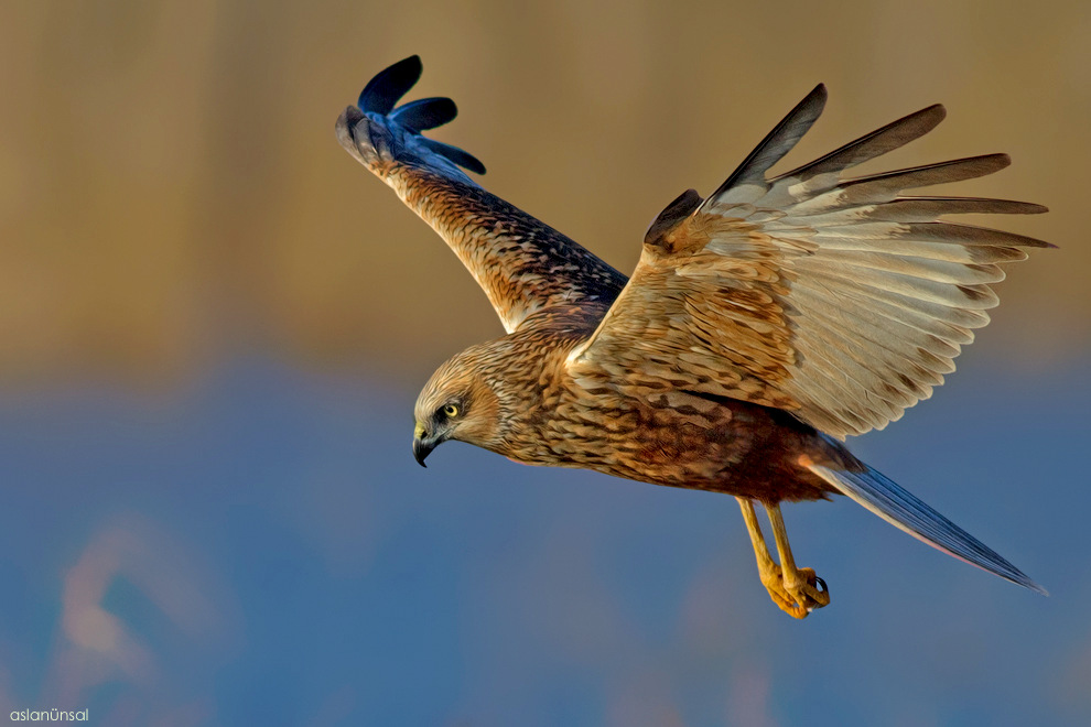 Circus aeruginosus » Western marsh-harrier