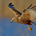 Circus aeruginosus » Western marsh-harrier