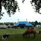 Circus Barany Idylle in Butzbach