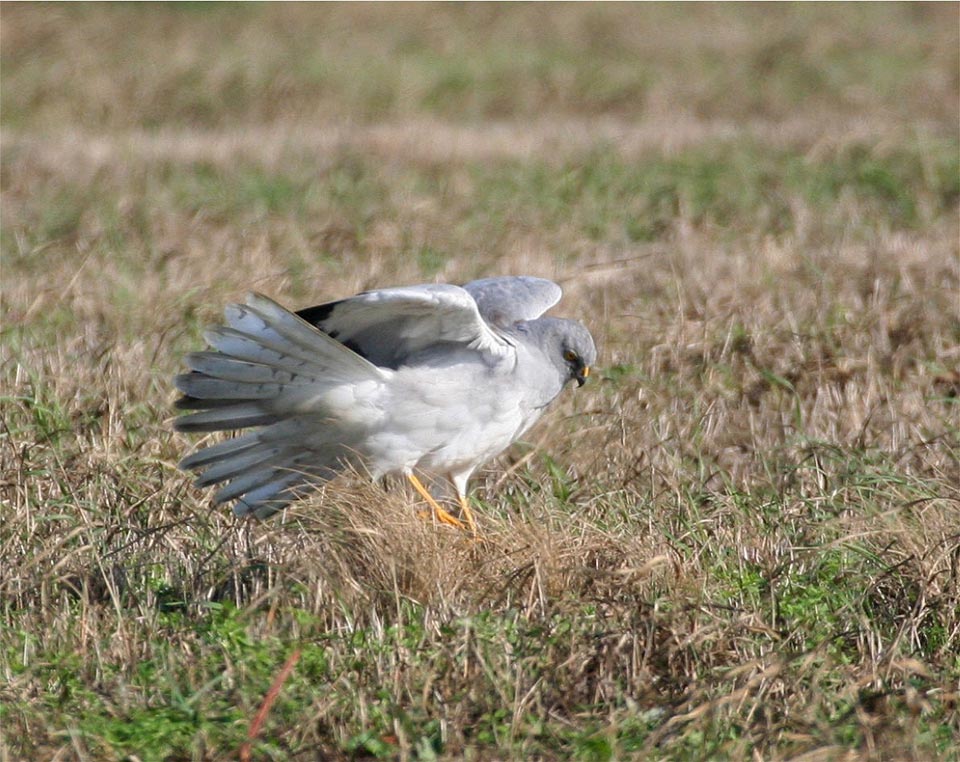 Circus cyaneus am 16.10.06 Foto & Bild tiere, wildlife, wild lebende