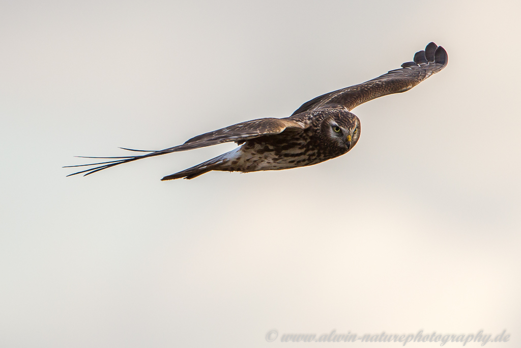 Circus cyaneus im Flug und nicht  Buteo Buteo