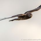 Circus cyaneus im Flug und nicht  Buteo Buteo