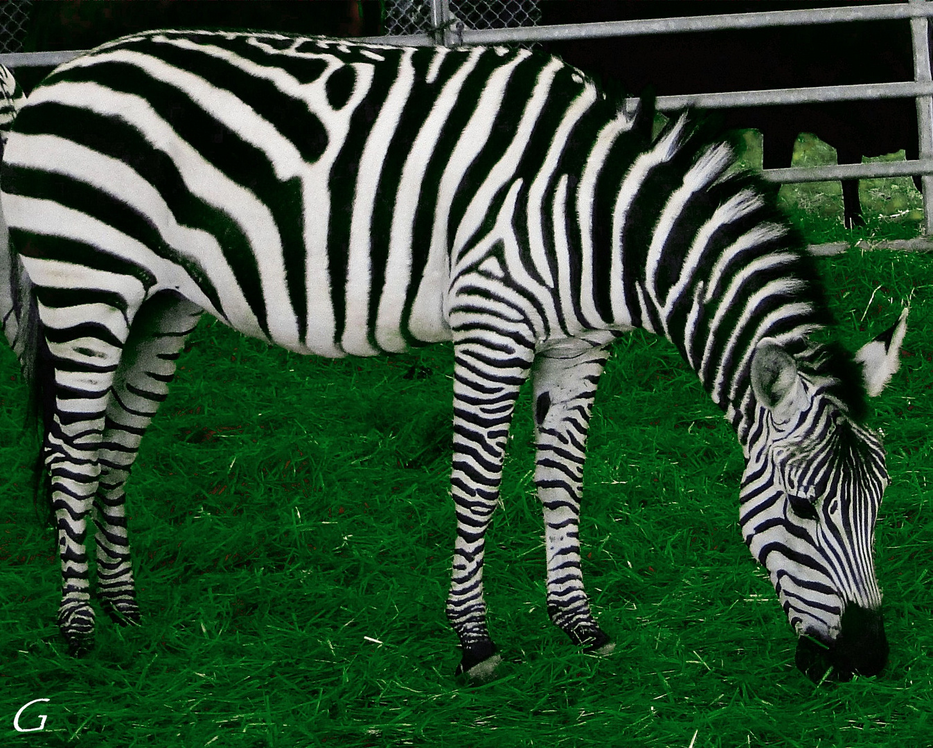 Circus Knie........Tag der offenen Tür