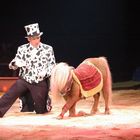 Circus Krone - Mister Dalmatin -