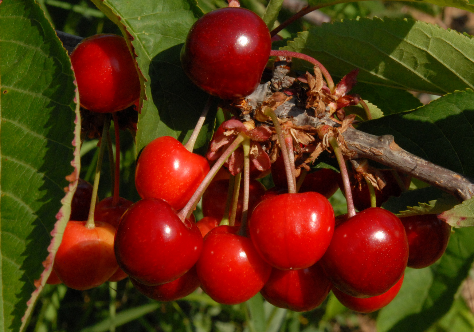 CIRERES DE TORRELLES - Cerezas de Torrelles