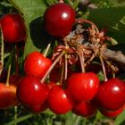 CIRERES DE TORRELLES - Cerezas de Torrelles