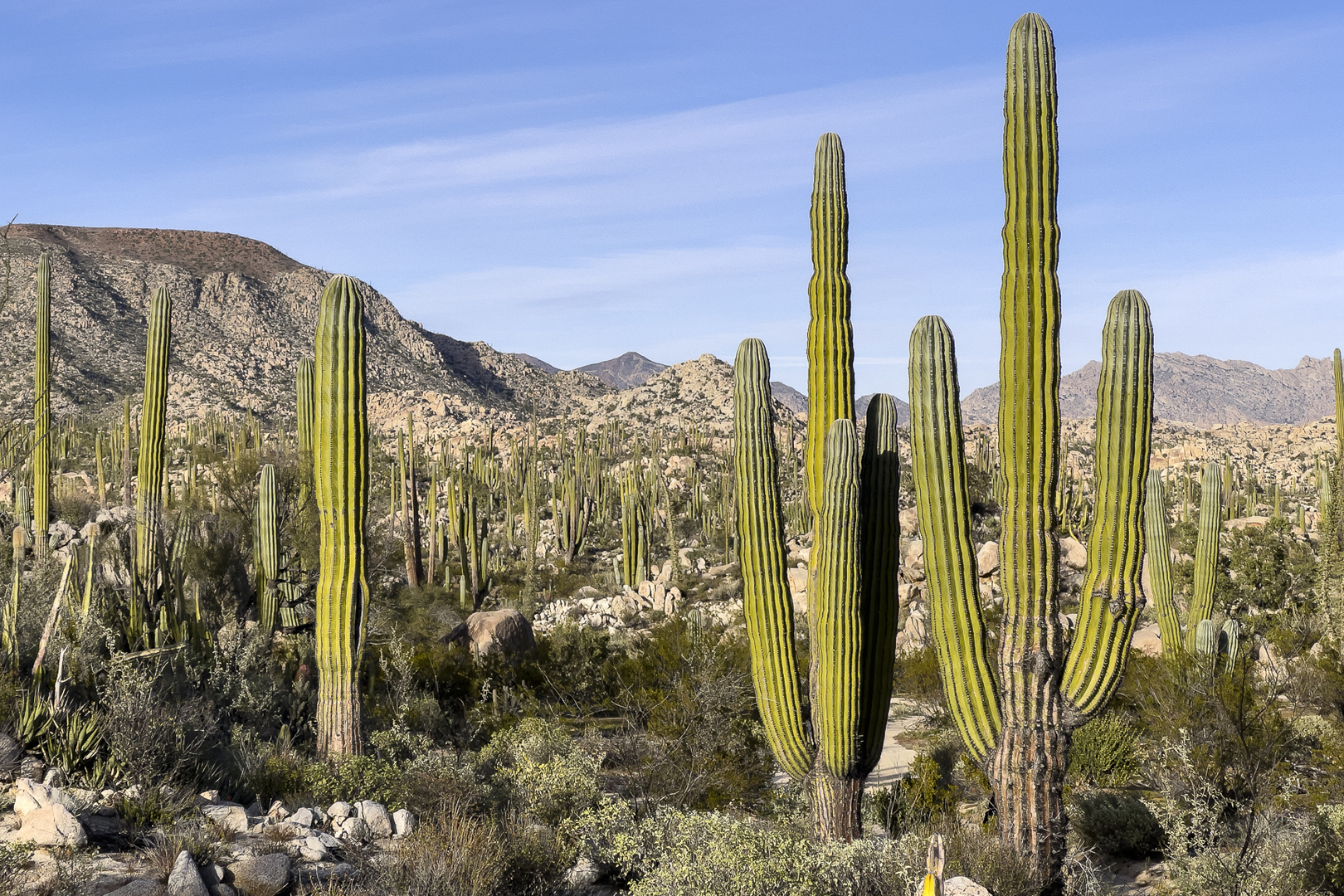 Cirios Kakteen, Baja California