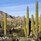 Cirios Kakteen, Baja California