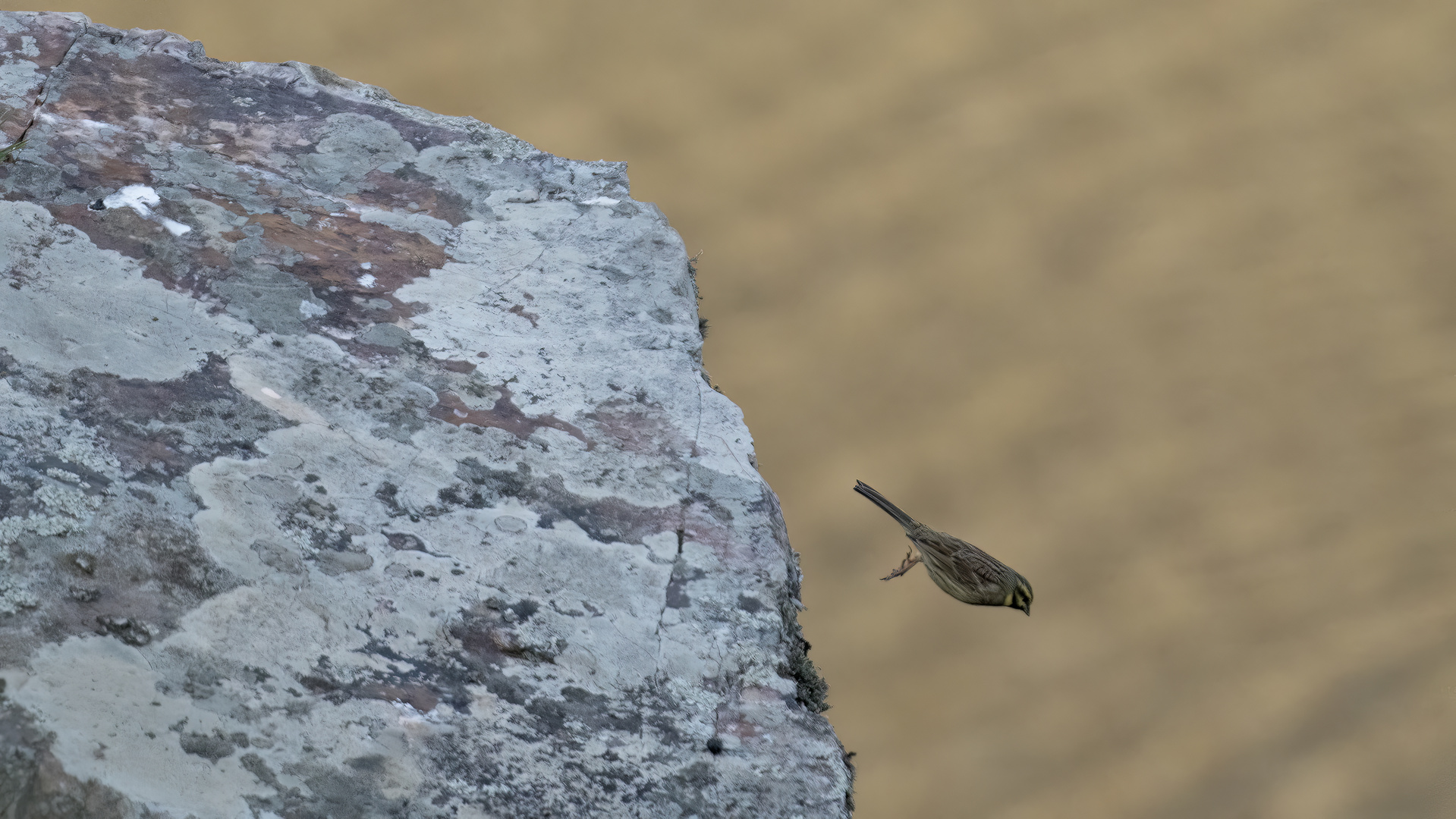 Cirl Bunting