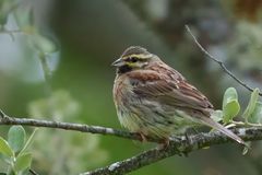 Cirl Bunting
