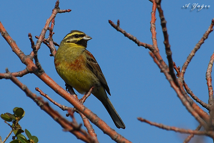 Cirl Bunting