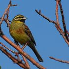 Cirl Bunting