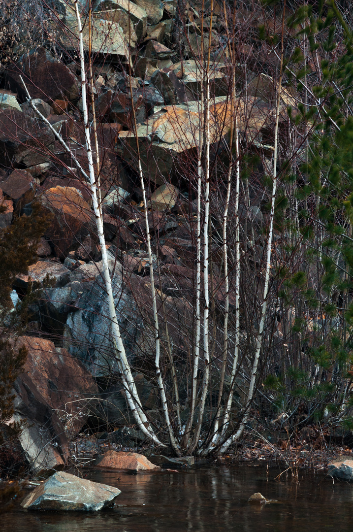 Cirlce of Birch Trees