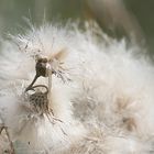 Cirsium arvense ou chardon des champs en fin de floraison