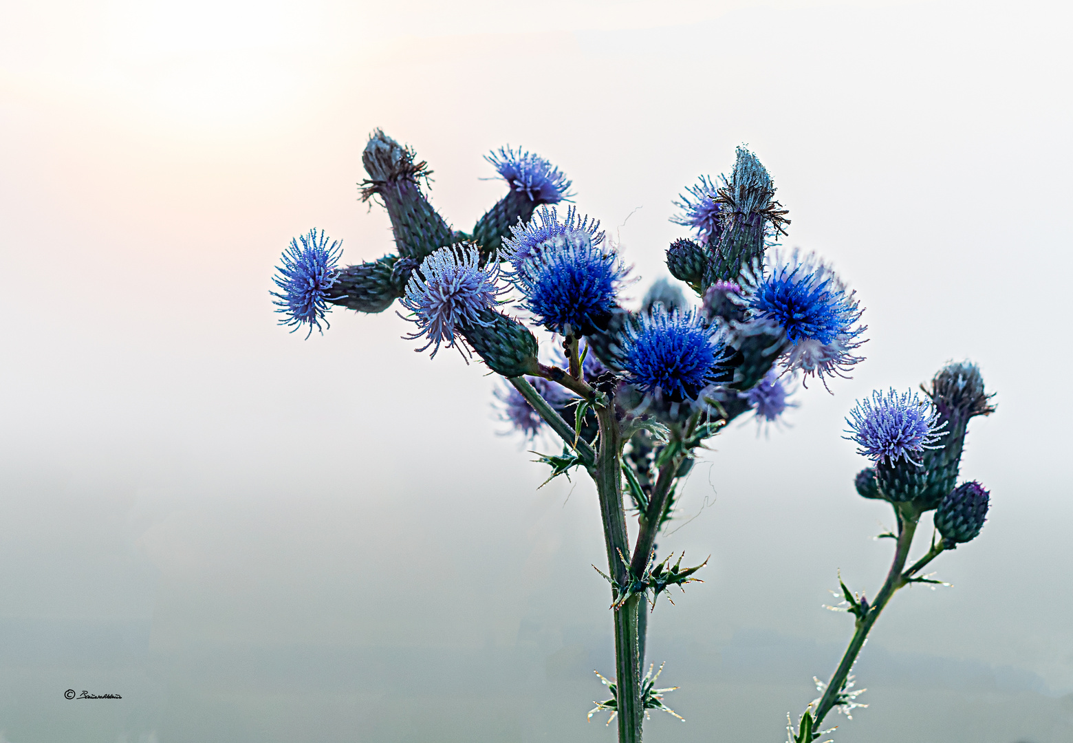 Cirsium arvense_Acker-Kratzdistel, Ackerdistel