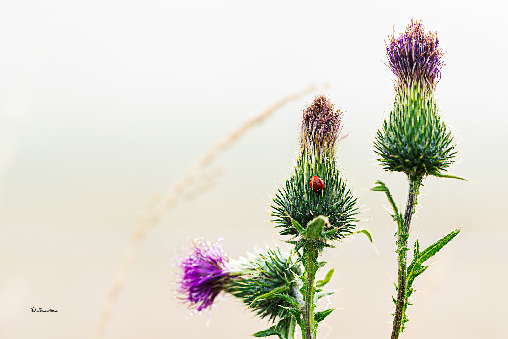 Cirsium arvense_Acker-Kratzdistel, Ackerdistel_mit Marienkäfer