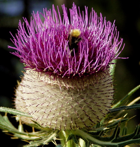 Cirsium eriophorum