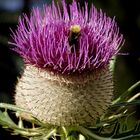 Cirsium eriophorum