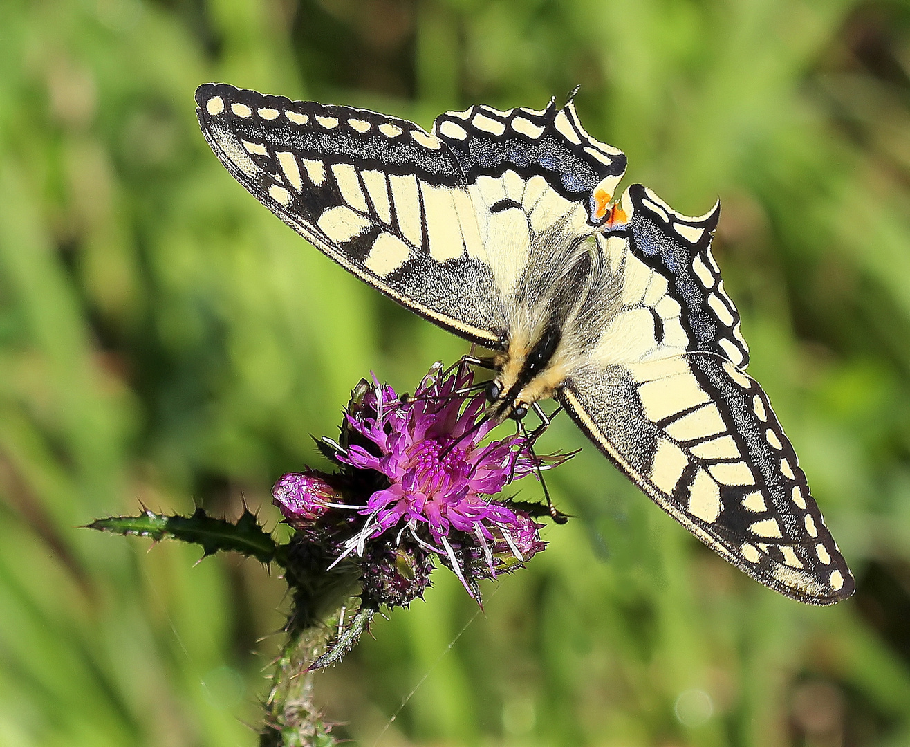 Cirsium palustre sous un Papilio machaon