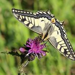 Cirsium palustre sous un Papilio machaon