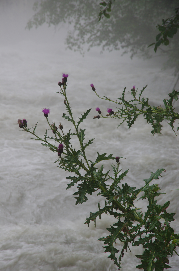 Cirsium supra aquam