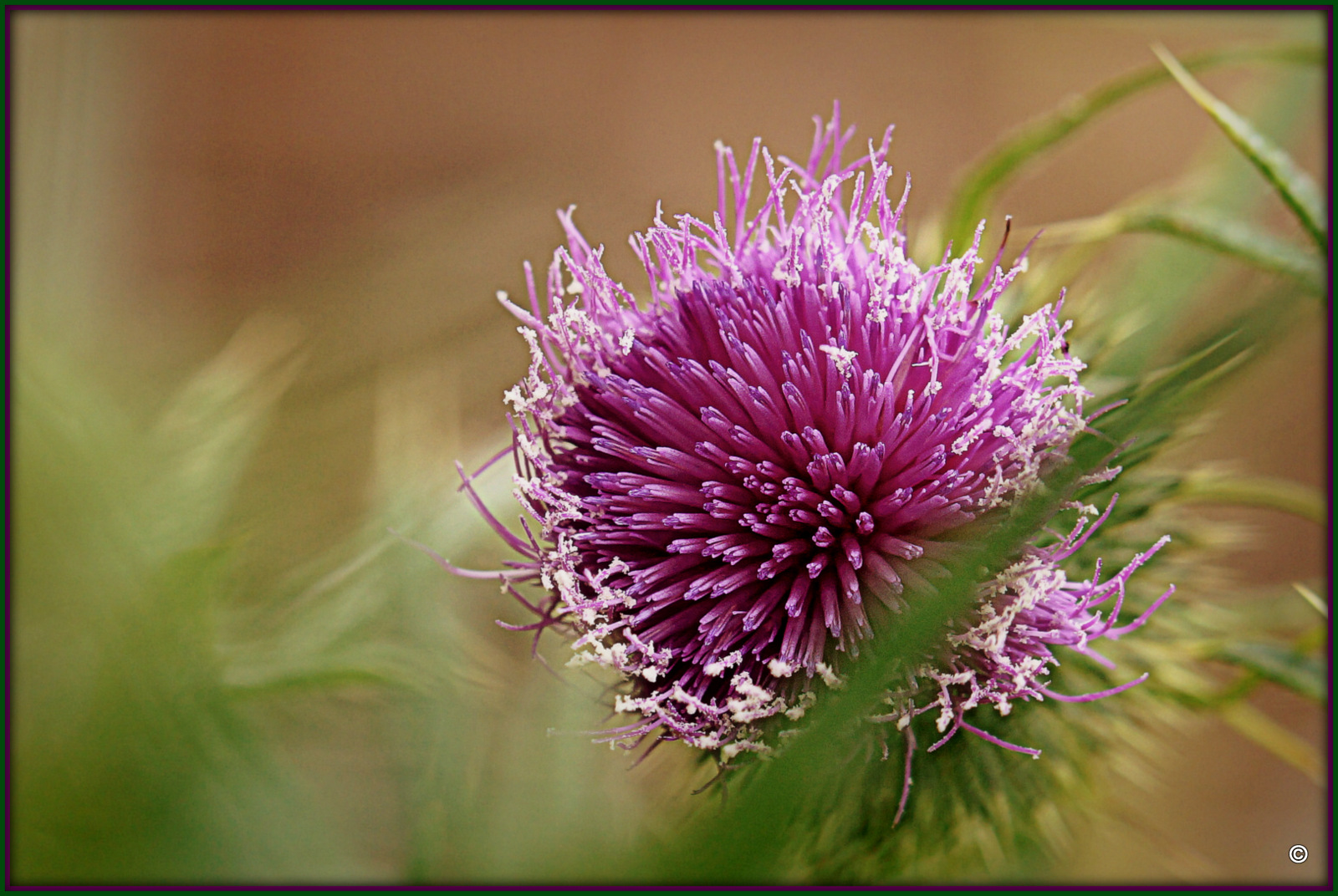 Cirsium Vulgare