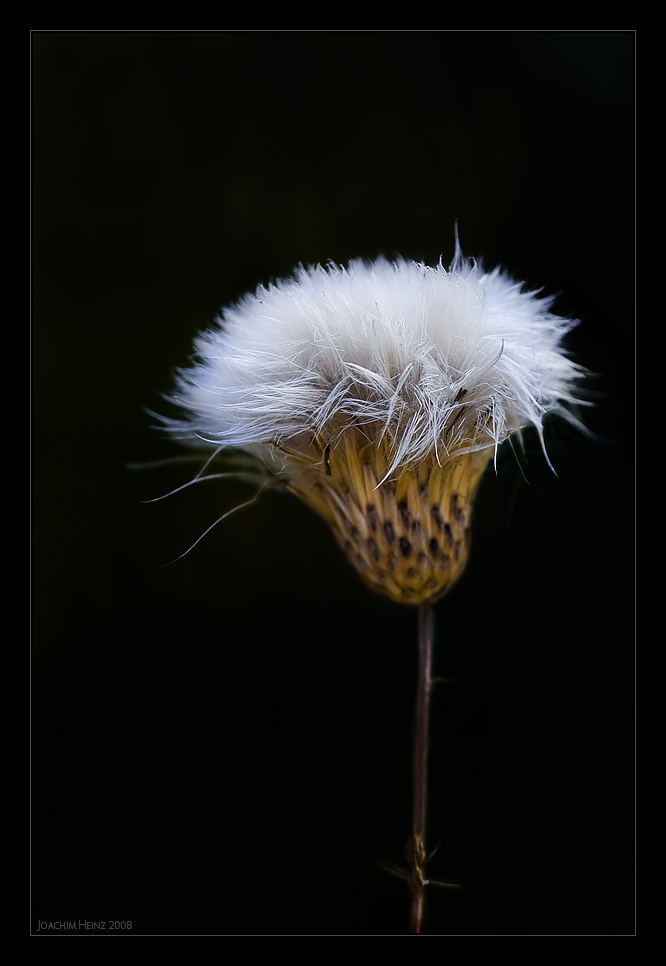 cirsium vulgare